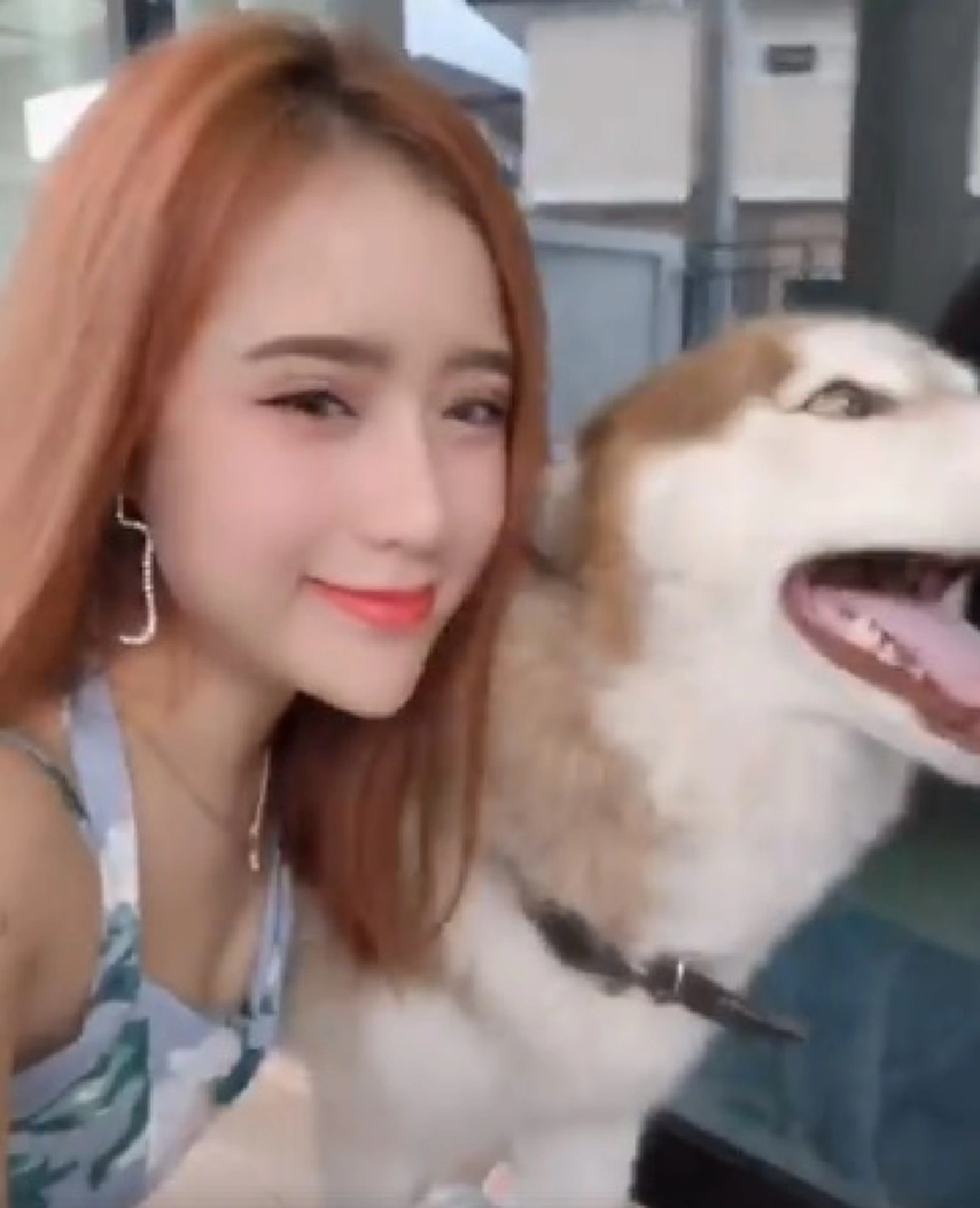 สาวสวยประกาศตามหาเจ้าของสุนัขไซบีเรียนฯ หลังหลงทางมา (คลิป)