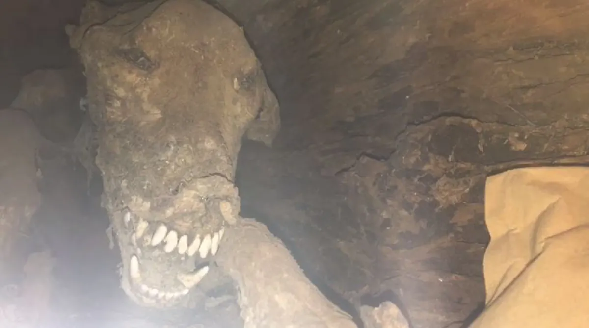 ตะลึงต่างแดน !!! ตัดต้นไม้เตรียมทำซุงแต่ดันเจอ "ซากมัมมี่หมา" ปรากฏข้างใน อยู่นานถึง 20 ปี (มีคลิป)