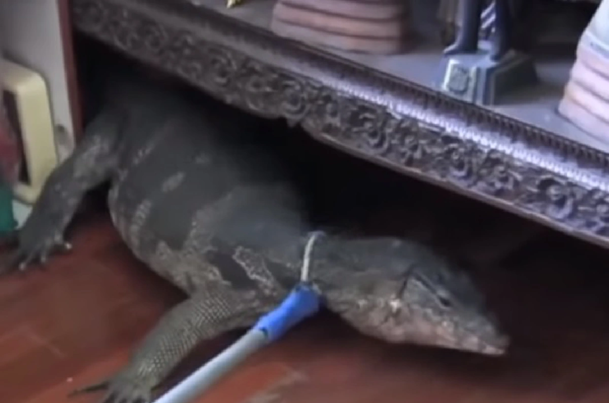เปิดห้องพระเจอตัวเงินตัวทอง เจ้าของบ้านเชื่อมาให้โชคลาภ