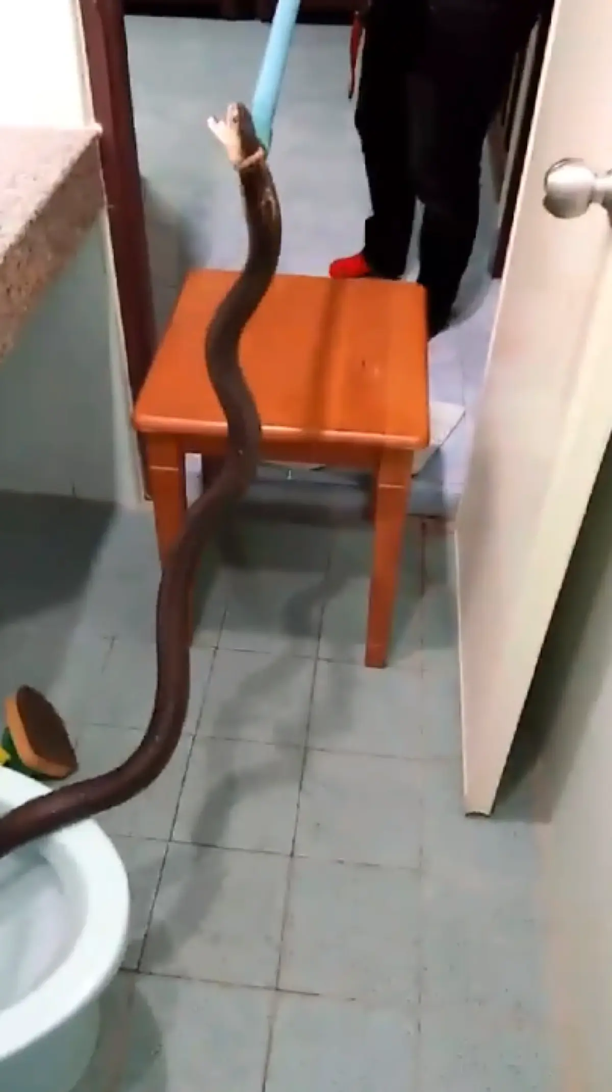 วินาทีจับงูเห่า โผล่โถส้วม เจ้าของบ้านเผย เข้ามาตัวที่ 3 ในรอบปี!