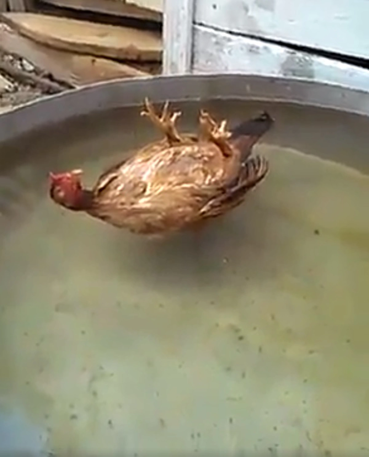 ฟื้นสิไอ้เหลืองลูกพ่อ !!! หนุ่มตกใจหนักเจอ "ไก่" นอนหงายแอ้งแม้งอยู่กลางน้ำ เกือบหมดหวังแล้ว ไหนลองตีน้ำดูหน่อยซิ !! (คลิป)