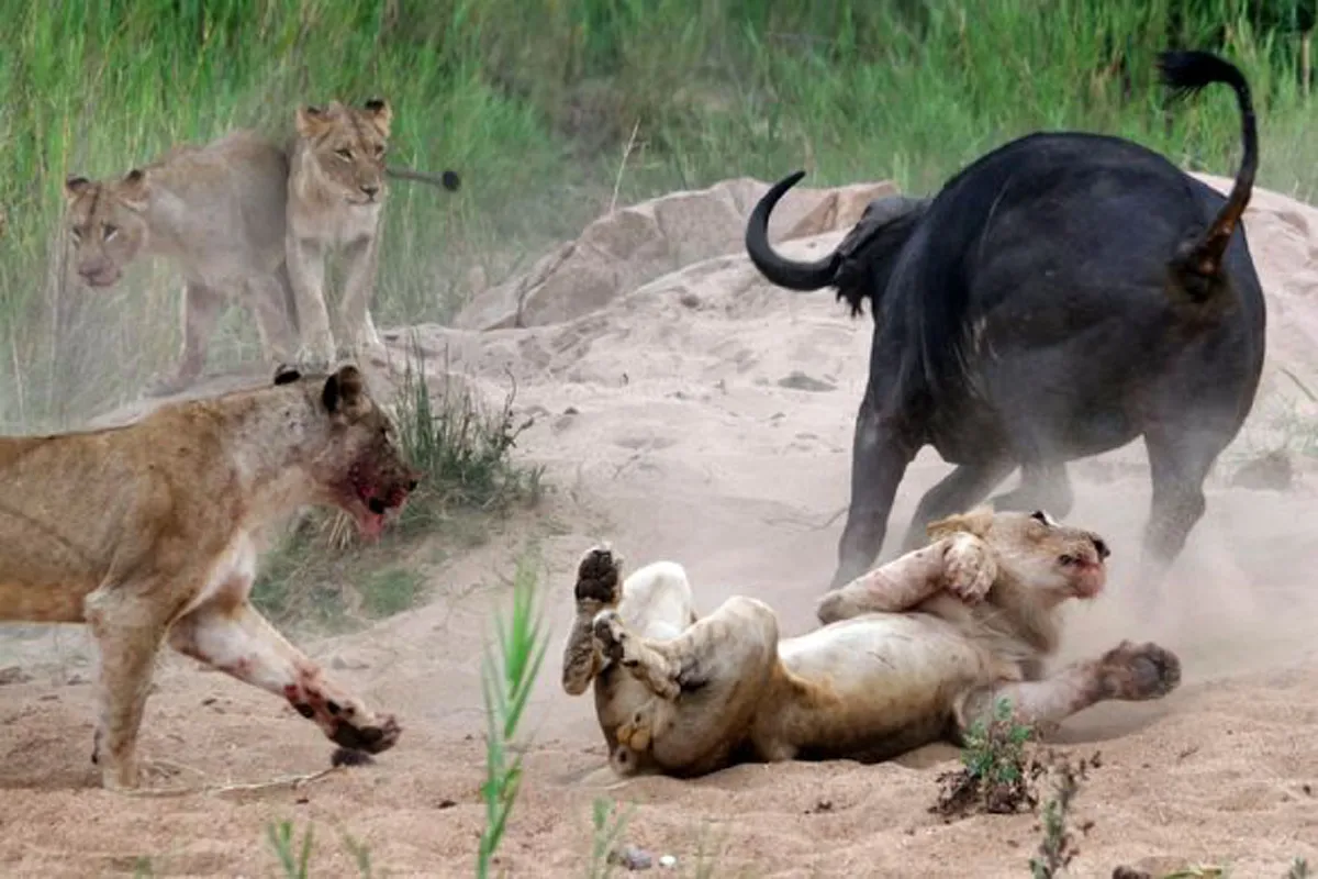 ระทึกสุดขีด !! วินาทีเดือด "ควายป่า" ต่อสู้กับ "สิงโต" ท่ามกลางวงล้อมฝูงเจ้าป่า! แต่ "ฉากสุดท้าย" กลับทำตะลึงตาค้าง !!?