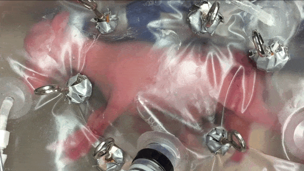 ช็อกไปทั้งโลก!! นักวิจัยเพาะเลี้ยง "แกะ"!? ใส่ถุงครรภ์เทียม" ได้สำเร็จ!! ถือเป็นบันทึกหน้าใหม่ของวงการแพทย์! ที่โลกต้องจารึก !!