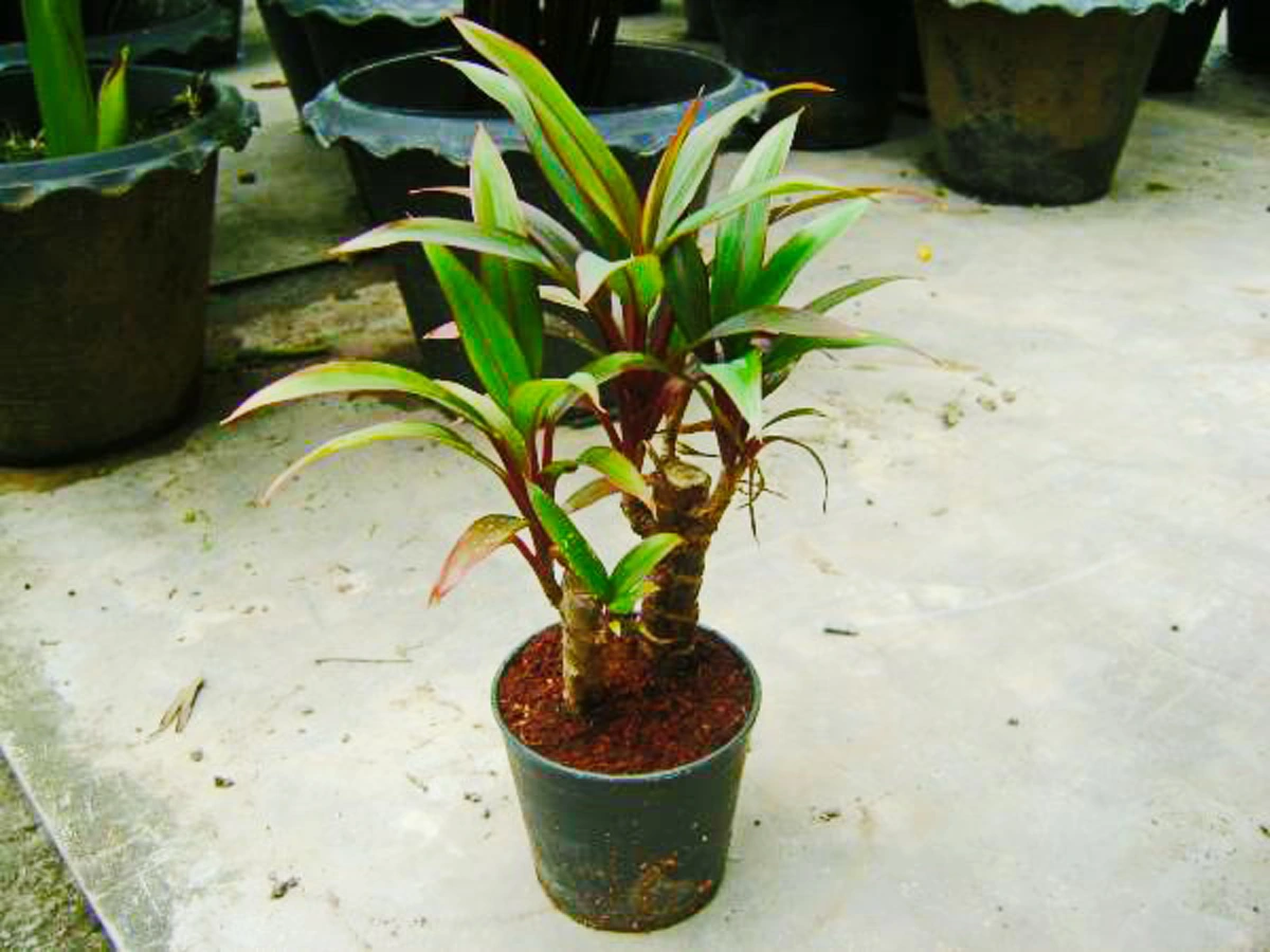 ต้นเทียนมหามงคล