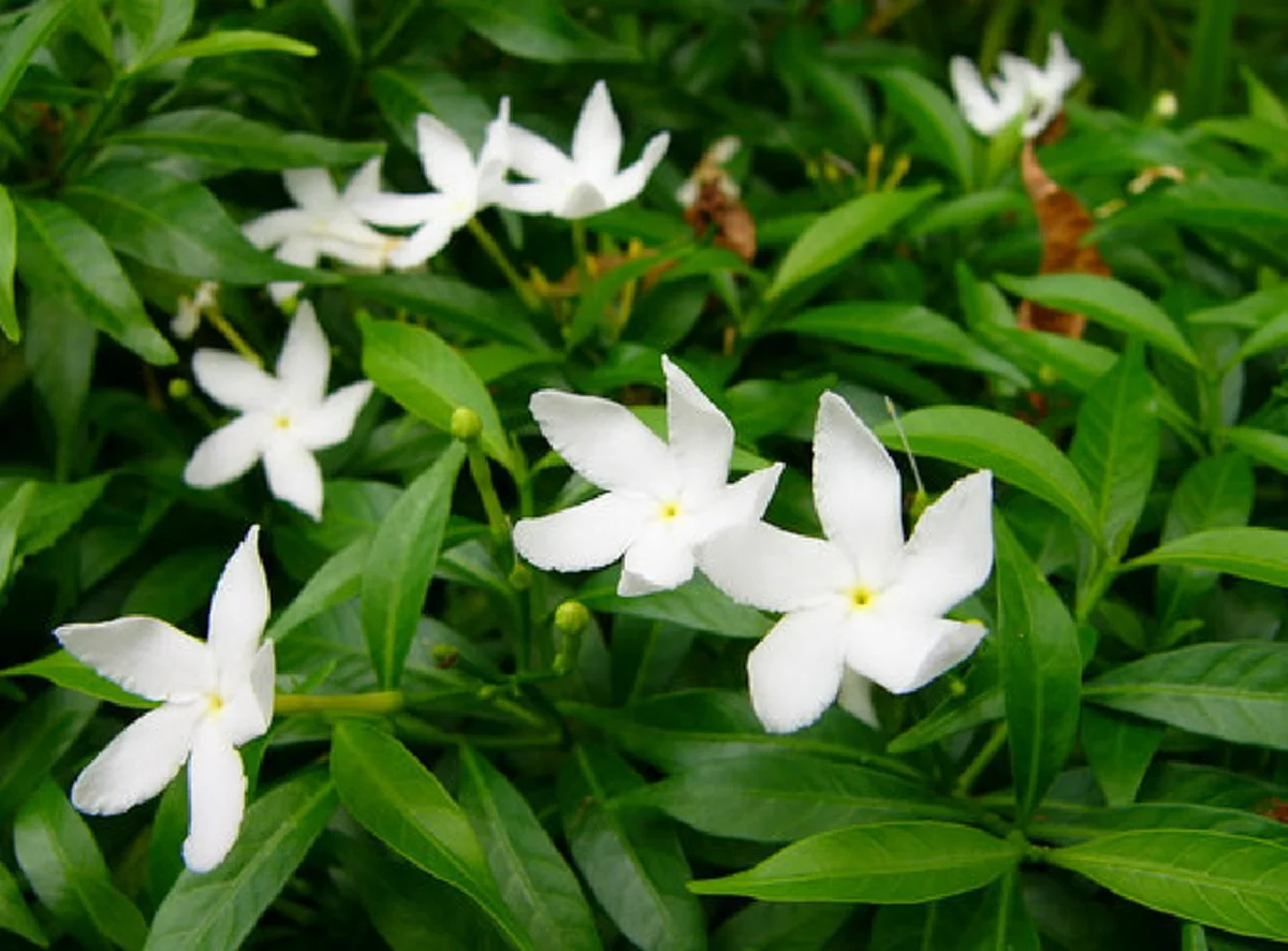 รีบปลูกไว้..ดีทั้งครอบครัว "๒๐ ต้นไม้มงคล"เชื่อว่าหากบ้านใดปลูกต้นไม้มงคลในบ้าน จะส่งผลให้ผู้ที่อยู่อาศัยในบ้านได้รับมงคลตามไปด้วย..