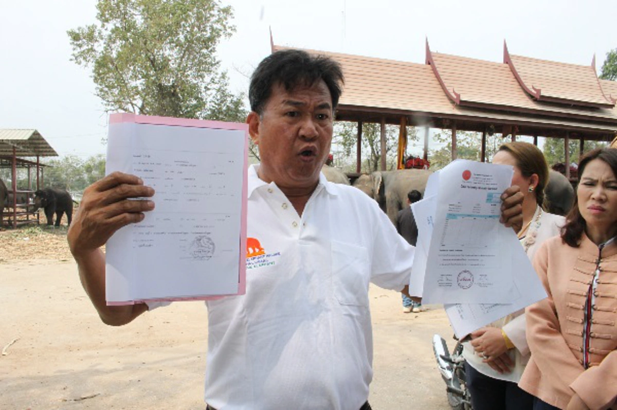 ชาวช้าง เดือดสุดขีด!! จ่อนำช้างทั่วประเทศ บุกทำเนียบวันช้างไทย จี้ "บิ๊กตู่" ใช้ม.44 ปลด "พญาเสือ" ยกทีม!!