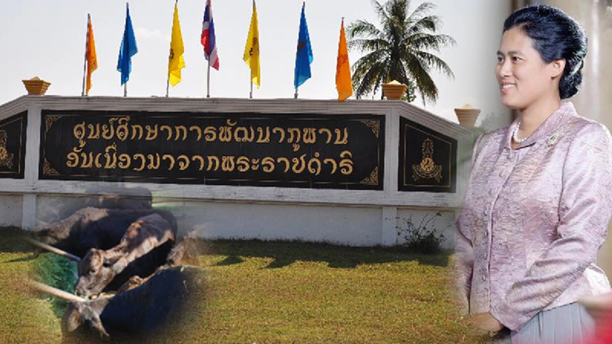 "ทาจิมะภูพาน" อีกหนึ่งตัวแทนจากสายใยสายสัมพันธ์ระหว่างราชวงศ์และประเทศที่ไทยและญี่ปุ่นมีต่อกัน