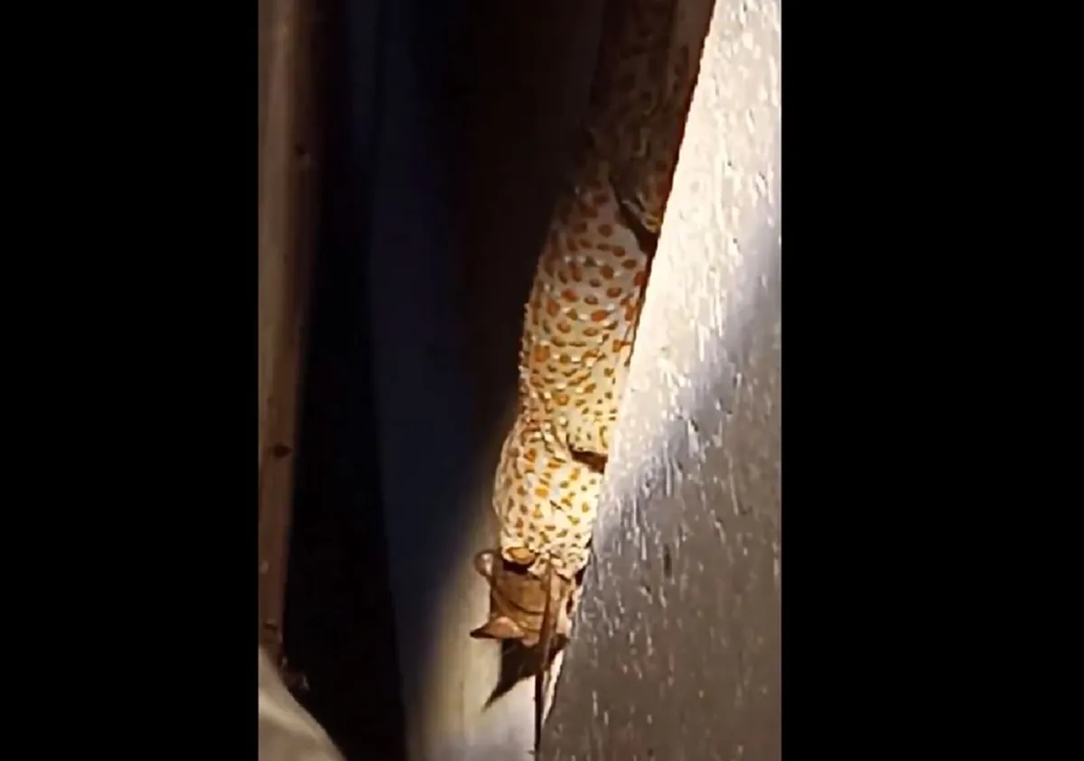 ช็อกตาค้าง!! เจ้าของบ้านได้ยินเสียงแปลกๆ หยิบไฟฉายเดินส่อง ผงะแรง เจอตุ๊กแกตัวบักเอ้บเขมือบหนูคาปาก ไม่ต้องเลี้ยงแมวแล้ว (คลิป)