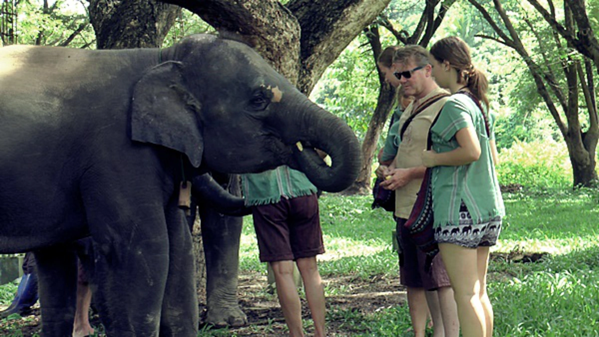 แชร์สนั่น..แลนมาร์คใหม่!! ฝรั่งไม่เคยเจอแบบนี้!!...ปางช้างเชียงใหม่เปิดอิสระนักท่องเที่ยวใกล้ชิดถึงเนื้อหนัง ลุยละเลงโคลน จำสภาพแทบไม่ได้??