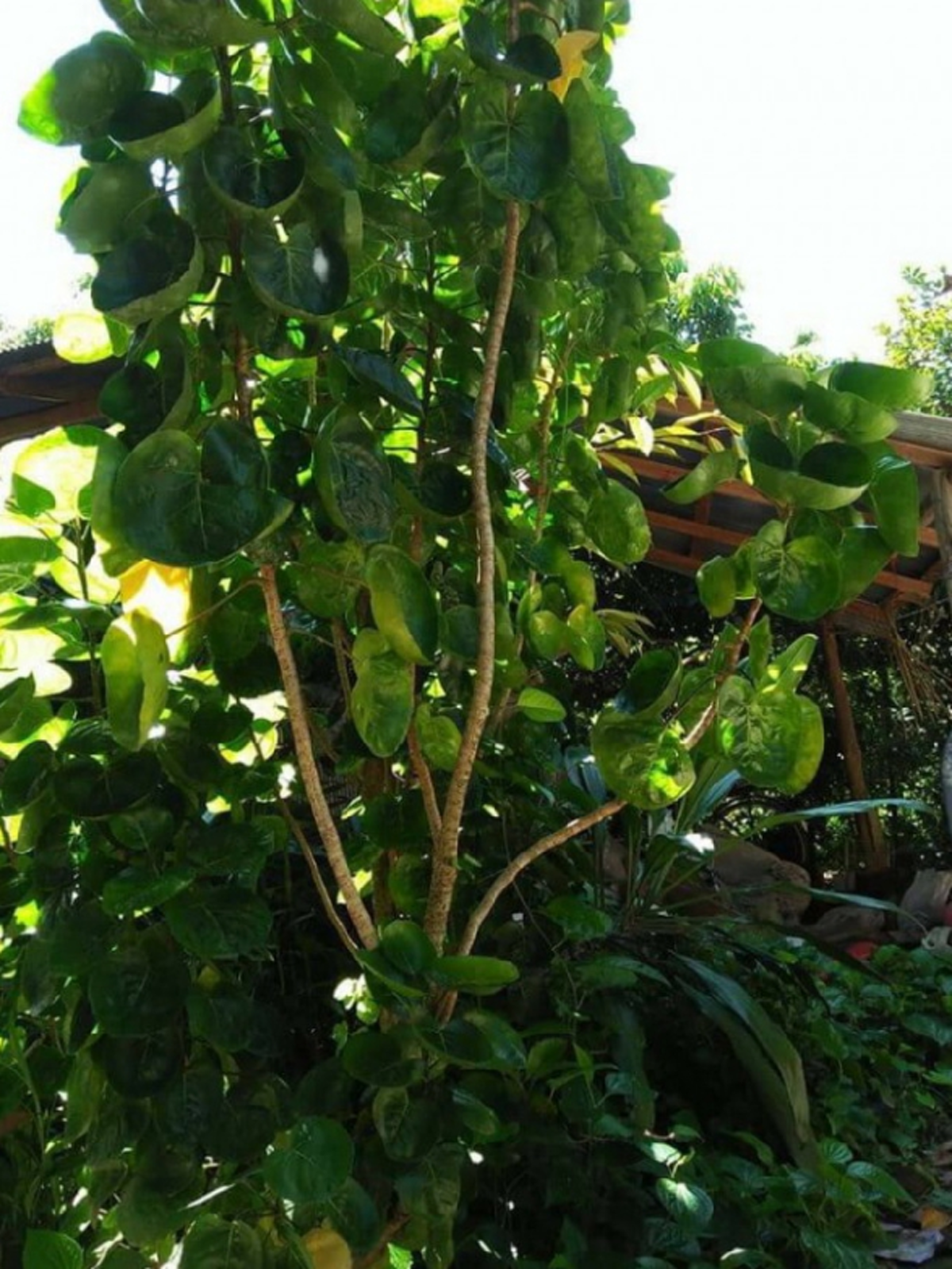 ใบเล็บครุฆลังกา ใช้ใส่อาหารแทนจานได้ ควรปลูกไว้ติดบ้าน