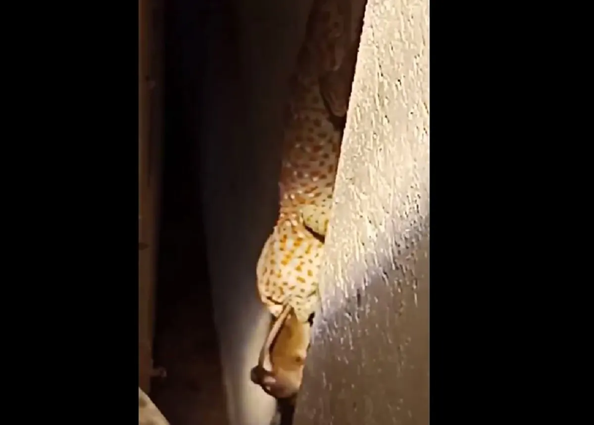 ช็อกตาค้าง!! เจ้าของบ้านได้ยินเสียงแปลกๆ หยิบไฟฉายเดินส่อง ผงะแรง เจอตุ๊กแกตัวบักเอ้บเขมือบหนูคาปาก ไม่ต้องเลี้ยงแมวแล้ว (คลิป)