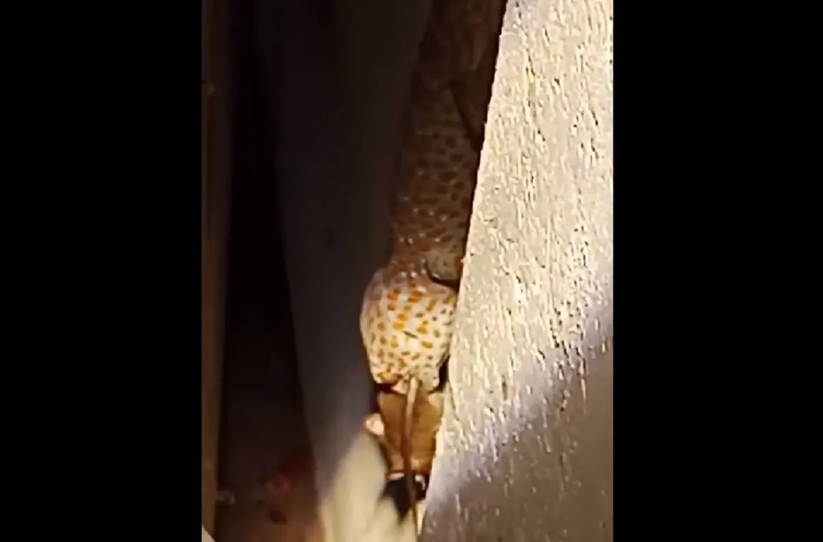 ช็อกตาค้าง!! เจ้าของบ้านได้ยินเสียงแปลกๆ หยิบไฟฉายเดินส่อง ผงะแรง เจอตุ๊กแกตัวบักเอ้บเขมือบหนูคาปาก ไม่ต้องเลี้ยงแมวแล้ว (คลิป)