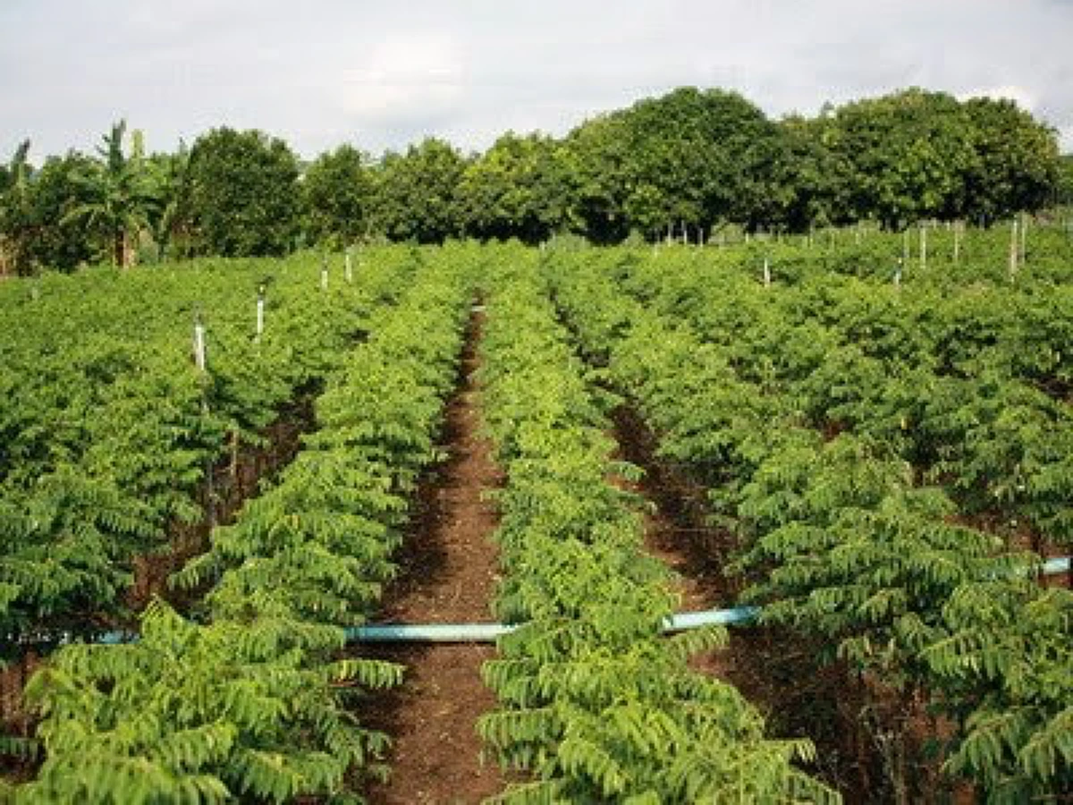 แปลงต้นผักหวาน