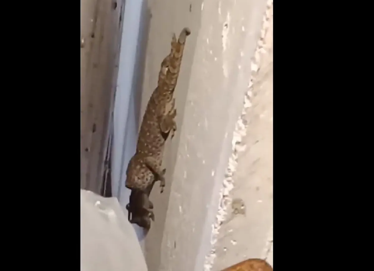 ช็อกตาค้าง!! เจ้าของบ้านได้ยินเสียงแปลกๆ หยิบไฟฉายเดินส่อง ผงะแรง เจอตุ๊กแกตัวบักเอ้บเขมือบหนูคาปาก ไม่ต้องเลี้ยงแมวแล้ว (คลิป)