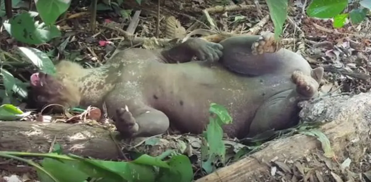 สัตว์ที่น่าสงสารที่สุดในโลก !! หมีถูกทรมาน นาน 20 ปี ! ก่อนจะได้อิสระ ใครได้เห็นสภาพของมันถึงกับร้องไห้ !!?(มีคลิป)