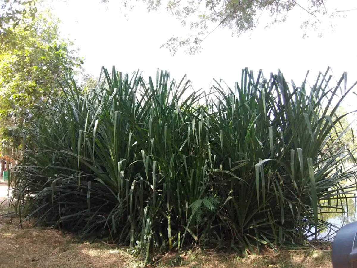 ไขปริศนา!! ต้นลำเจียก..ที่ไม่เคยออกดอก กับ "ปราสาทภูมิโปน" ที่เก่าแก่ที่สุดในไทย พร้อม ตำนานรัก “เนียง ด็อฮ ทม” หรือ พระนางนมใหญ่(คลิป)