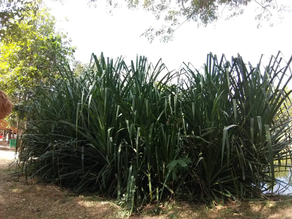 ไขปริศนา!! ต้นลำเจียก..ที่ไม่เคยออกดอก กับ "ปราสาทภูมิโปน" ที่เก่าแก่ที่สุดในไทย พร้อม ตำนานรัก “เนียง ด็อฮ ทม” หรือ พระนางนมใหญ่(คลิป)