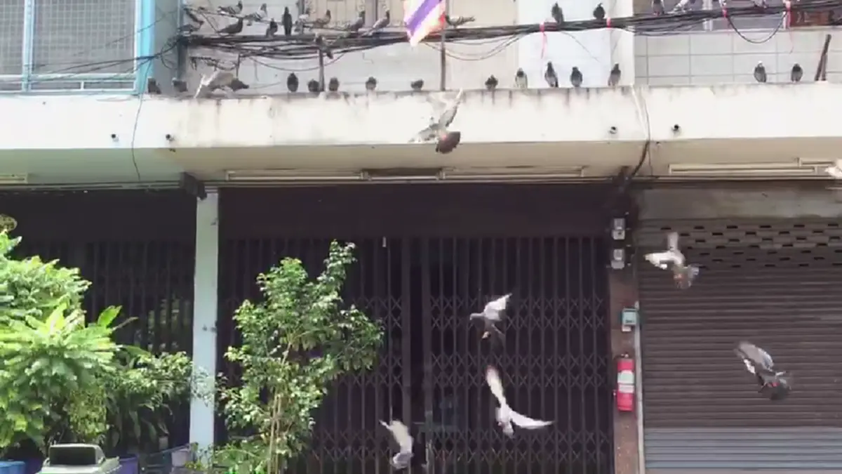 พลังโซเชียลล้วนๆ จนท.เขตฯเจรจาป้าเลี้ยงนกพิราบฝูงใหญ่ เตือนหยุดให้อาหาร ทำเพื่อบ้านเดือดร้อนเสี่ยงเจอโทษคุก