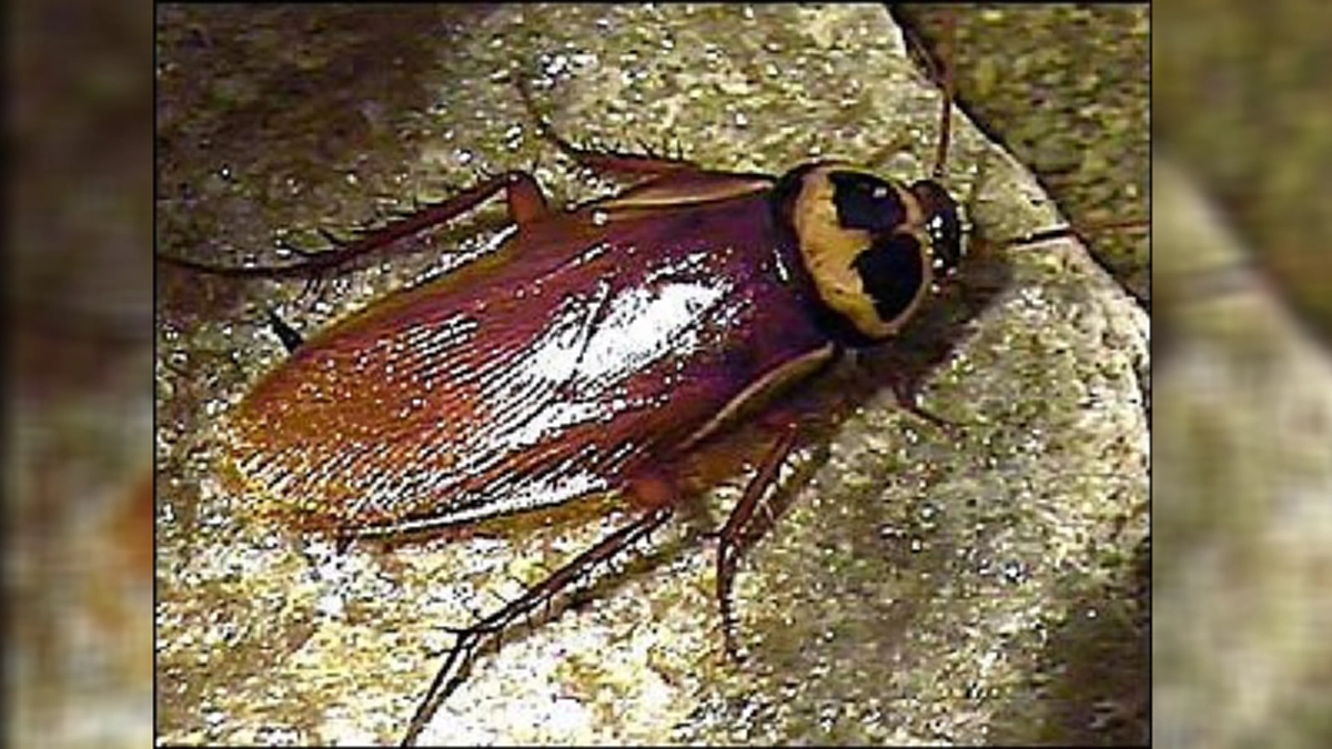 ไขข้อสงสัย!! ทำไม? "แมลงสาบ" ต้อง "หงายท้อง" ตาย !! เชิญพบกับคำตอบแท้จริง ที่ไม่มีใครเคยรู้มาก่อน! (คลิป)