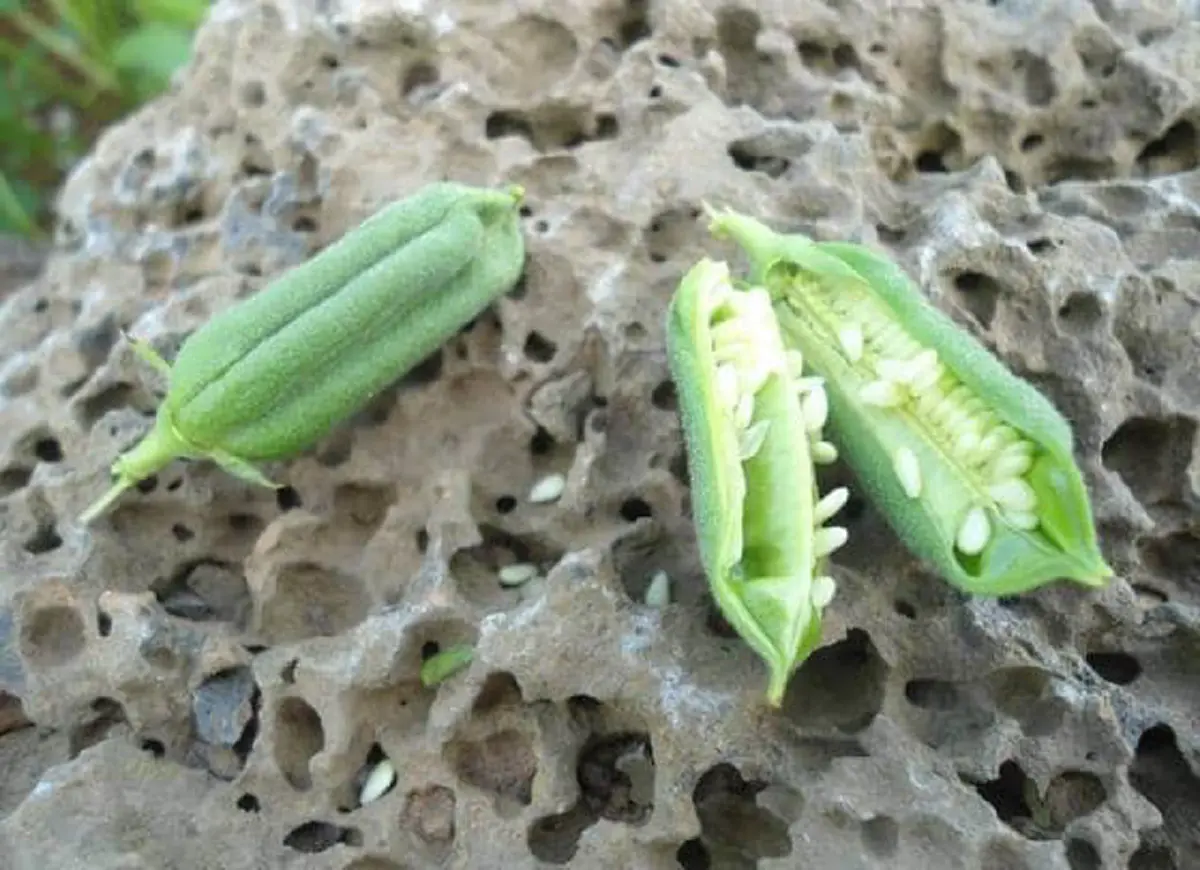 #รู้หรือไม่!! “พืชผักผลไม้” 20 ชนิด ก่อนจะมาเป็นอาหาร มันเคยมีหน้าตา แบบนี้มาก่อน เห็นแล้วถึงกับขยี้ตารัวๆ !! (ชมภาพ)