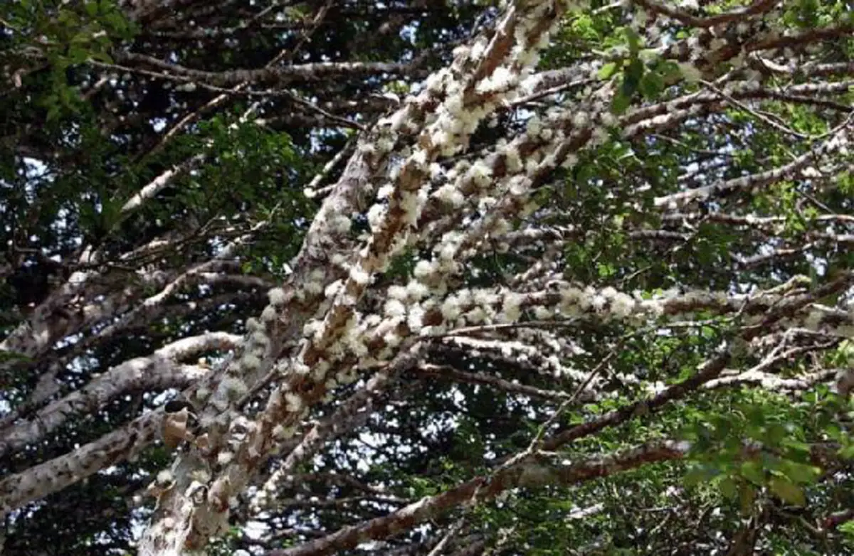 #รู้หรือไม่!! “พืชผักผลไม้” 20 ชนิด ก่อนจะมาเป็นอาหาร มันเคยมีหน้าตา แบบนี้มาก่อน เห็นแล้วถึงกับขยี้ตารัวๆ !! (ชมภาพ)