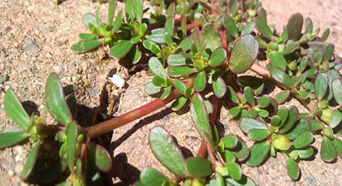 หยุดเรียกมันว่าวัชพืชได้แล้ว!! เพราะมันมีประโยชน์ต่อสุขภาพเเบบที่คุณอาจคาดไม่ถึง!!??