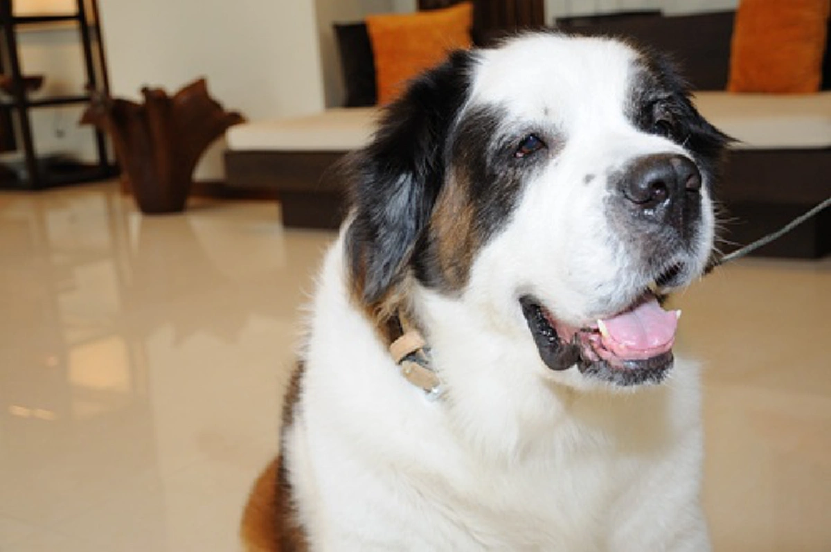 “คุณแป๊ะฮวยอิ้ว” สุนัขทรงเลี้ยงฉลาดและแสนรู้ที่ในหลวงรัชกาลที่๙ พระราชทานให้ สมเด็จพระเทพฯ กับที่มาโครงการ “แป๊ะฮวย…ช่วยเพื่อน” (รายละเอียด)