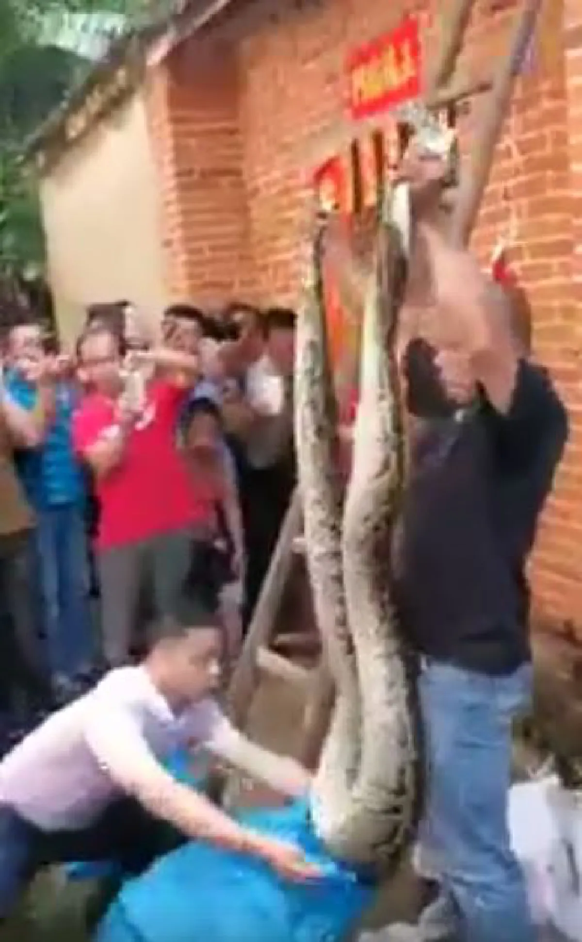 นาทีสุดระทึก!! ชายใจกล้าปีนกำแพง? จับ "ไอ้เหลือมยักษ์" ตีเนียนแอบมานอนในบ้าน แถมตัวใหญ่มาก!? เห็นแล้วจนขนลุก (คลิป)