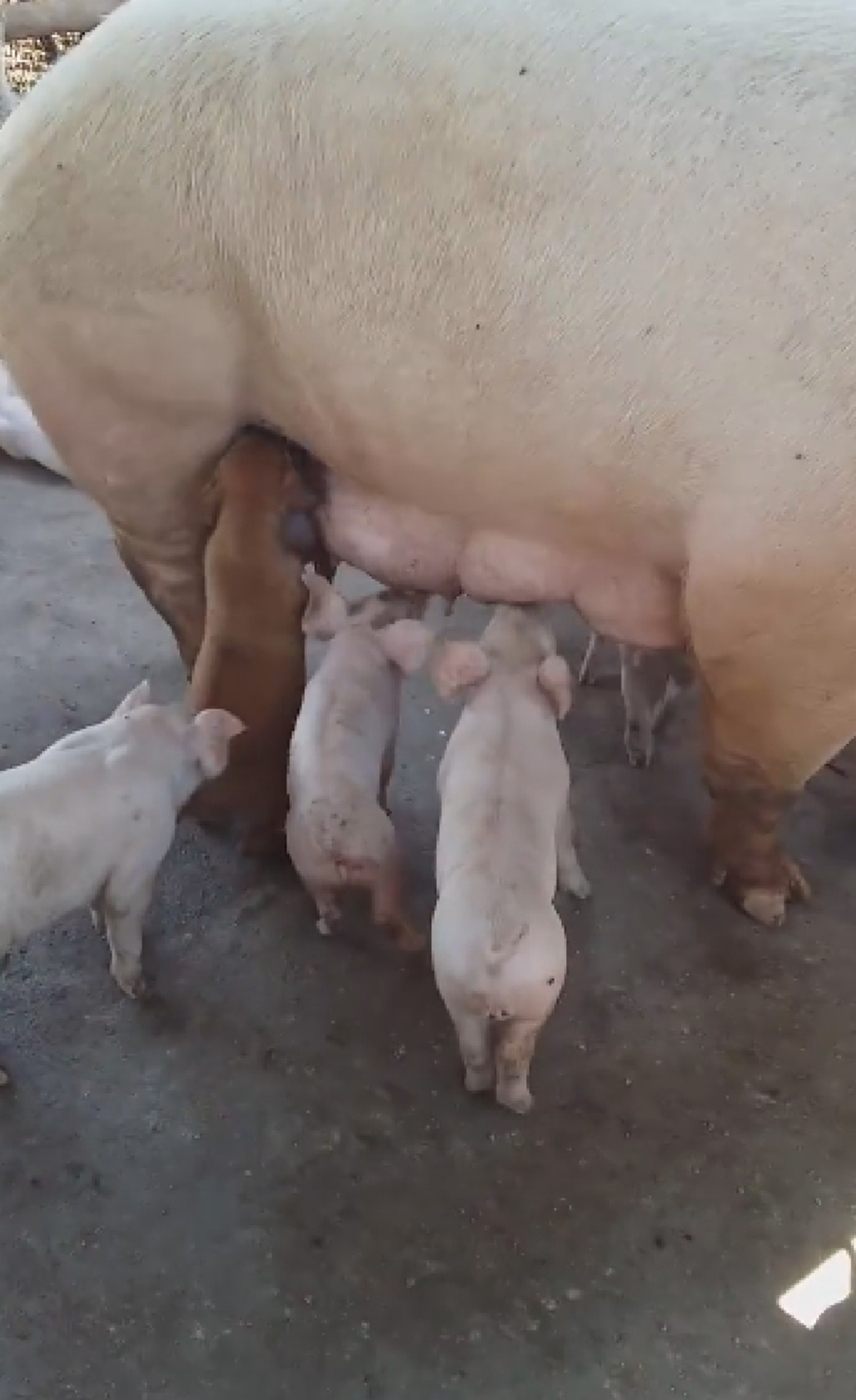 ตะลึงสนั่นโซเชียล!! "ลูกหมา" กำลังดูดนม "แม่หมู" ร่วมกับลูกหมูอย่างฟิน!? ก่อนแผงฤทธิ์ข่มขู่ตัวอื่น อย่างบ้าคลั่ง คนดูยิ้มแทบไม่หุบ!! (ชมคลิป