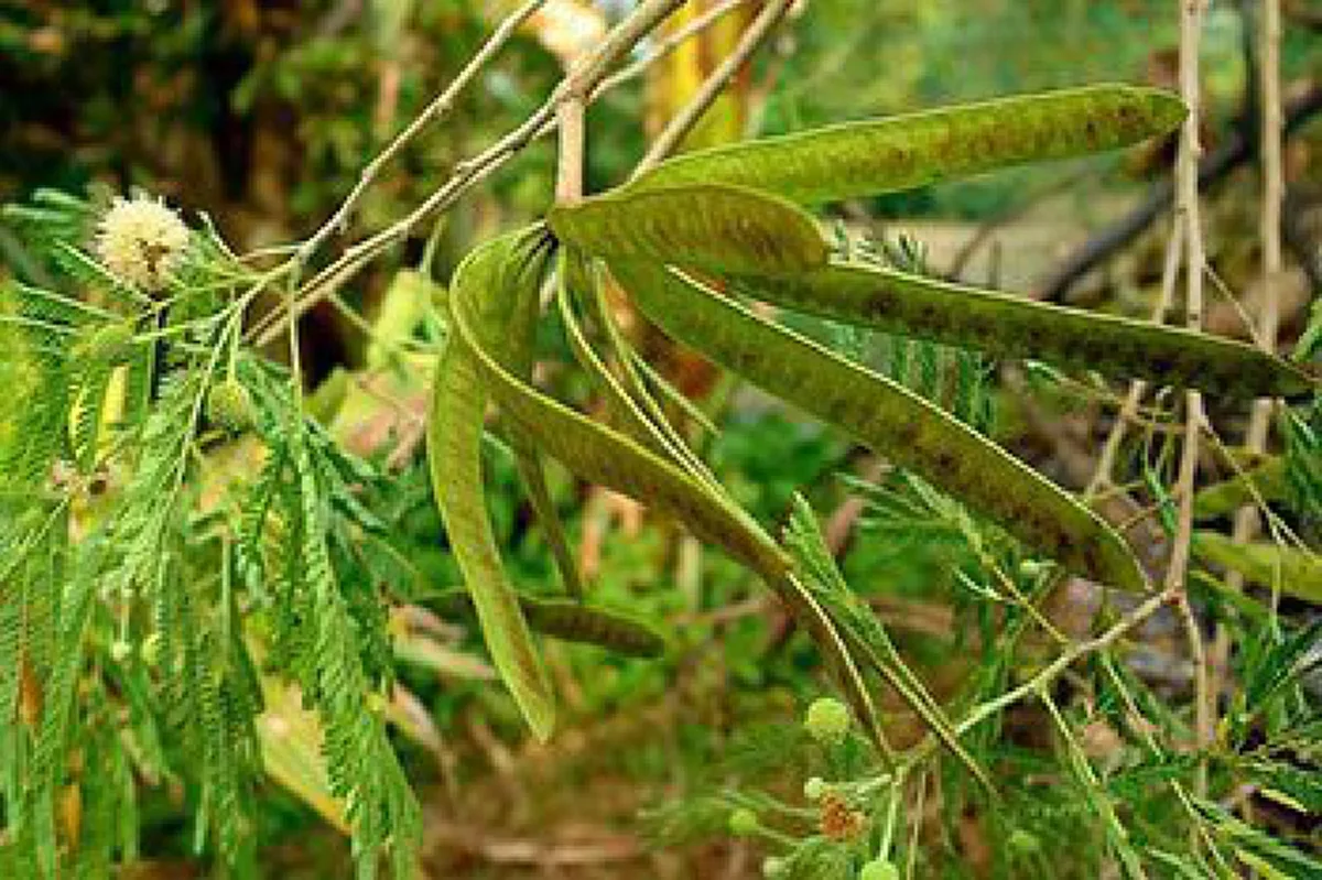 แชร์เก็บไว้เลย !! รู้กันหรือยัง "กระถิน" ผักพื้นบ้านเป็นยาอายุวัฒนะ รู้เเล้วรีบหามาทานด่วน!!??