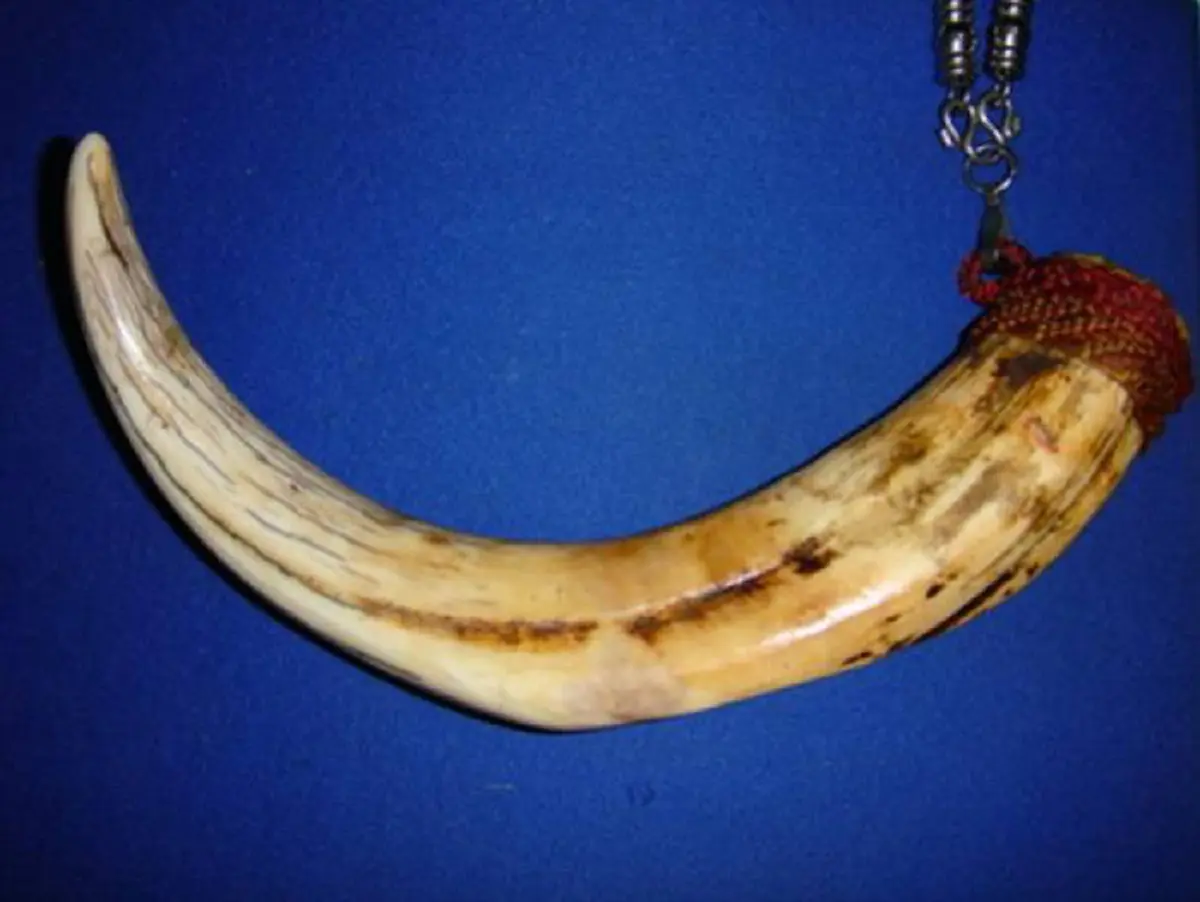 เขี้ยวหมูตัน..ไม่ต้องเสกขลังในตัว แต่ต้องรอหมดอายุขัย ถึงจะใช้ได้ หาไม่ง่ายอย่างที่คิด..มีบอกวิธีดู ก่อนเจอของเลียนแบบ..