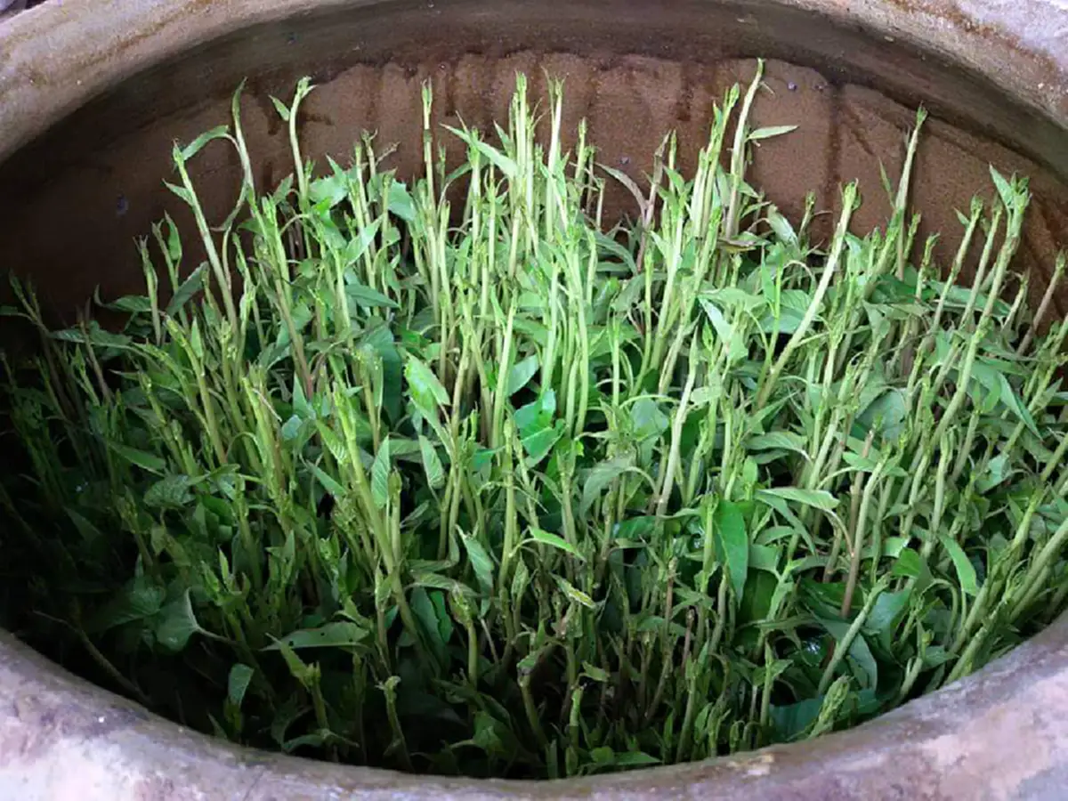 ไอเดียเเจ่ม!! ปลูก "ผักบุ้ง" ใน "โอ่งดิน" ปลูกครั้งเดียวกินได้ตั้งหลายวัน ขั้นตอนง่ายๆ ไม่ยุ่งยากเลย