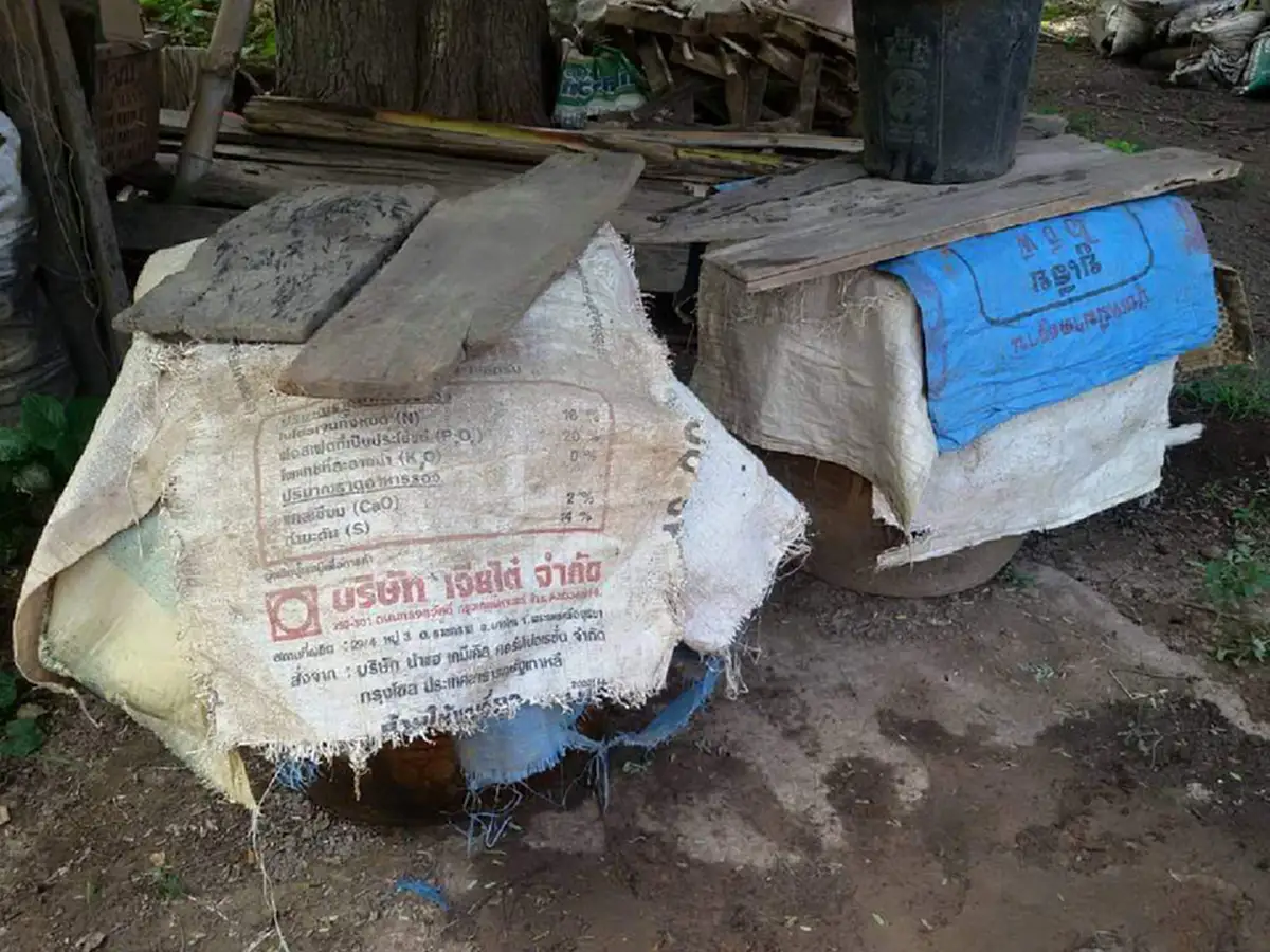 ไอเดียเเจ่ม!! ปลูก "ผักบุ้ง" ใน "โอ่งดิน" ปลูกครั้งเดียวกินได้ตั้งหลายวัน ขั้นตอนง่ายๆ ไม่ยุ่งยากเลย