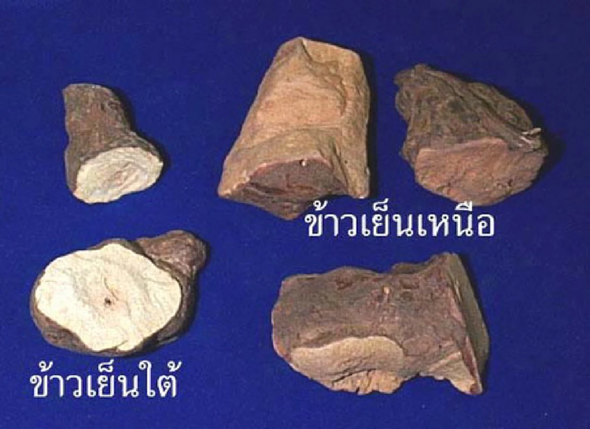 เปิดสูตรปรุงยารักษามะเร็ง " หมอแสง " สมุนไพรรักษามะเร็งขั้นเทพ! ที่ประชาชนต่างต่อคิวกันในตอนนี้!!?