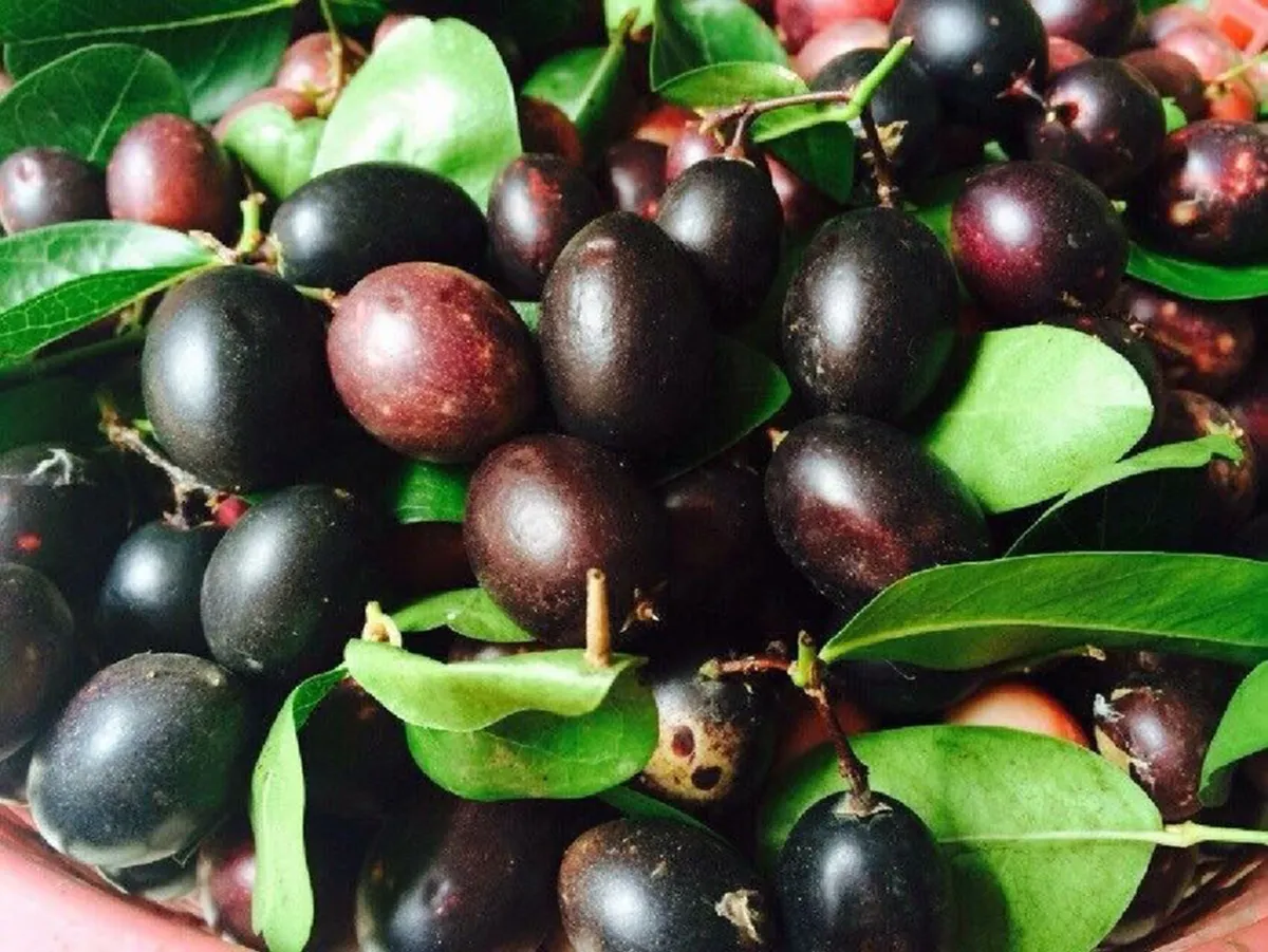 ผลมะม่วงหาวมะนาวโห่