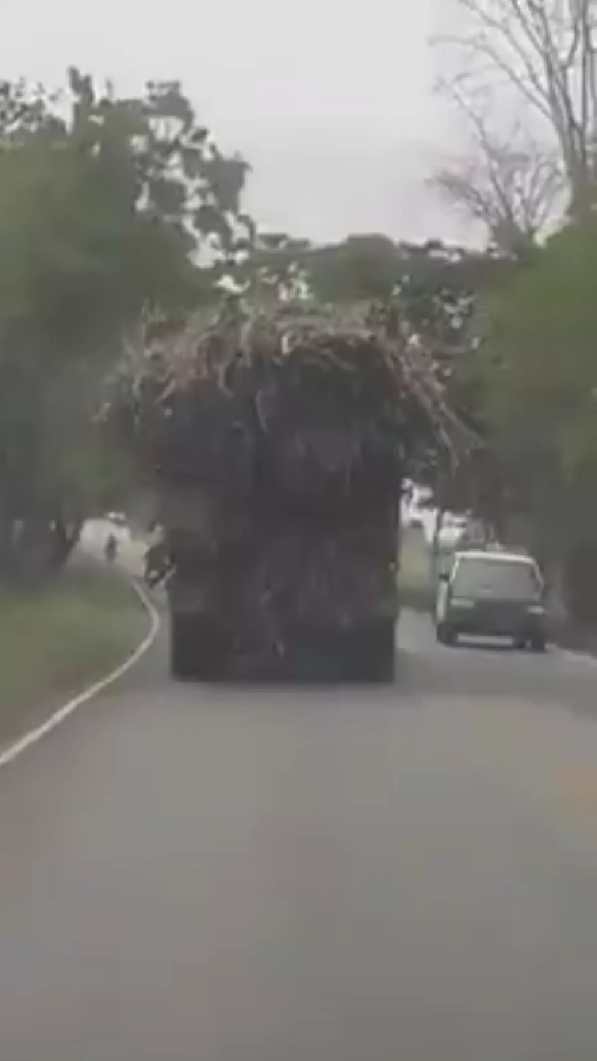 ยังไงก็บ่แซง!! รถบรรทุกขนอ้อยล้นคัน ตกเกลื่อนถนนคนขับตามลุ้นจนใจสั่น แจ็กพอตเข้าสักคัน (คลิป)