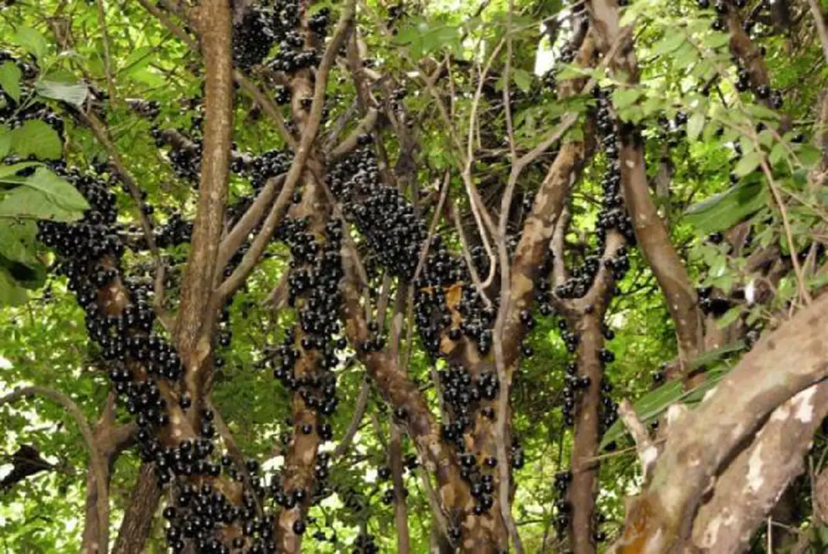 #รู้หรือไม่!! “พืชผักผลไม้” 20 ชนิด ก่อนจะมาเป็นอาหาร มันเคยมีหน้าตา แบบนี้มาก่อน เห็นแล้วถึงกับขยี้ตารัวๆ !! (ชมภาพ)