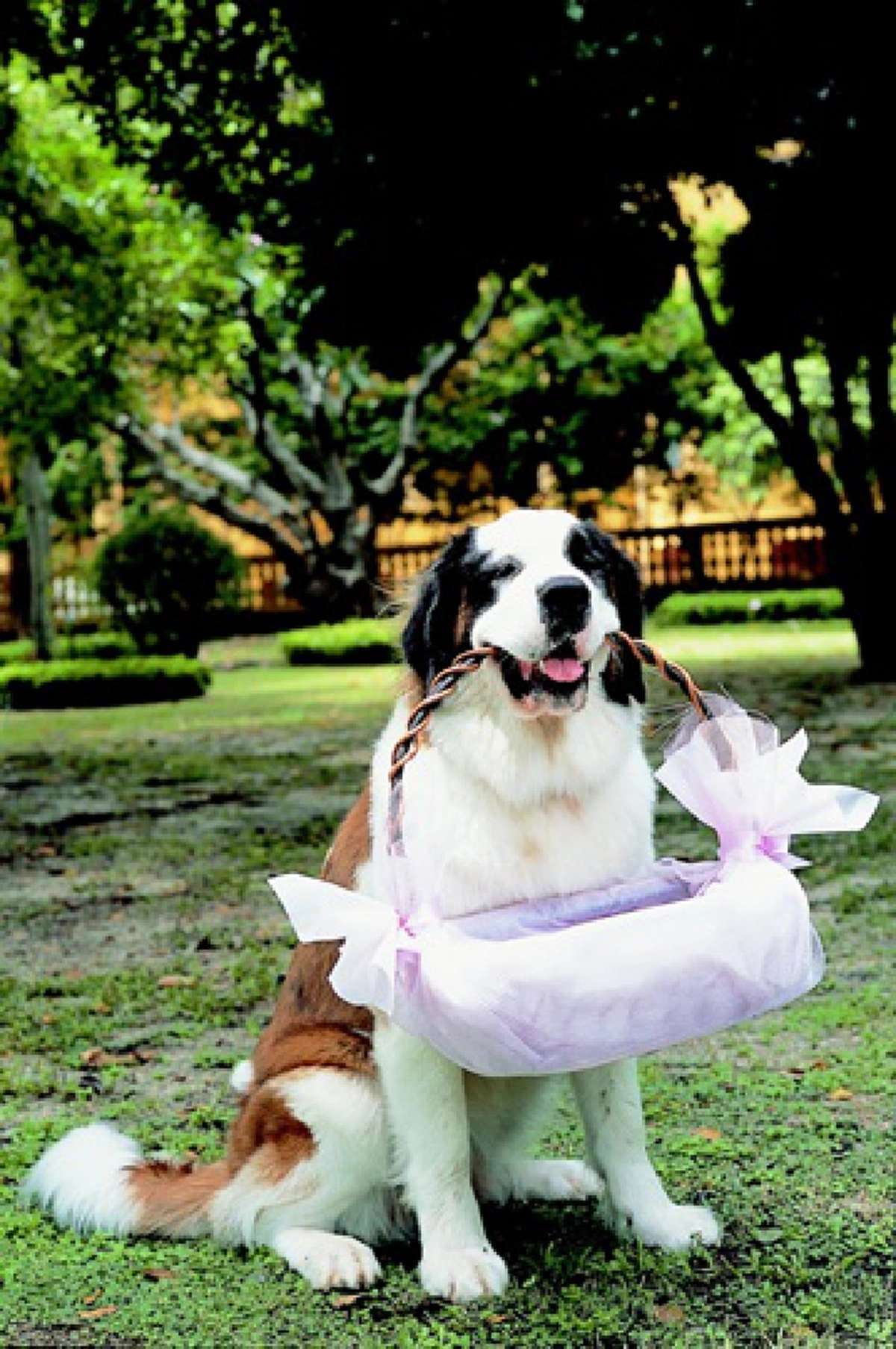 “คุณแป๊ะฮวยอิ้ว” สุนัขทรงเลี้ยงฉลาดและแสนรู้ที่ในหลวงรัชกาลที่๙ พระราชทานให้ สมเด็จพระเทพฯ กับที่มาโครงการ “แป๊ะฮวย…ช่วยเพื่อน” (รายละเอียด)