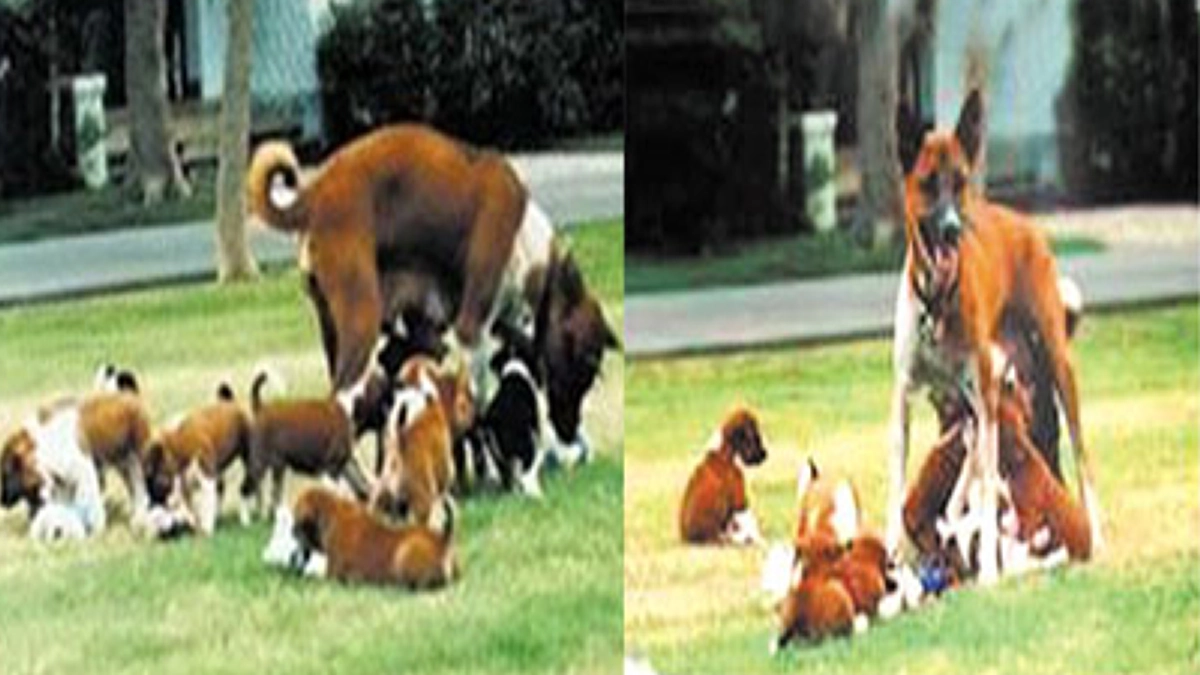 ชื่อที่ทรงพระราชทานแก่ตระกูลสุวรรณชาด เพื่อให้แก่ลูกคุณทองแดงกับคุณทองแท้ มาจากอัจฉริยภาพทางภาษาของในหลวงรัชกาลที่ ๙กับขนมไทย