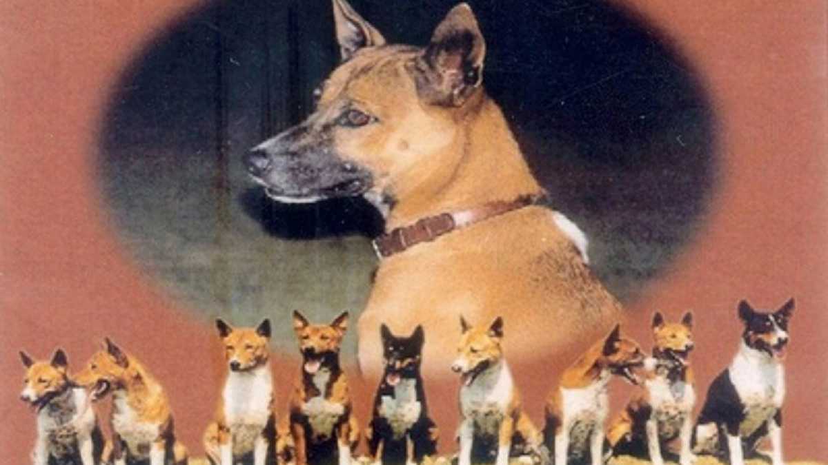 "รายนามพระราชทานตระกูลสุวรรณชาดทายาทครอกที่๓ ของคุณทองแดงกับคุณทองแท้" ที่ทรงพระเมตตาจากในหลวงรัชกาลที่ ๙