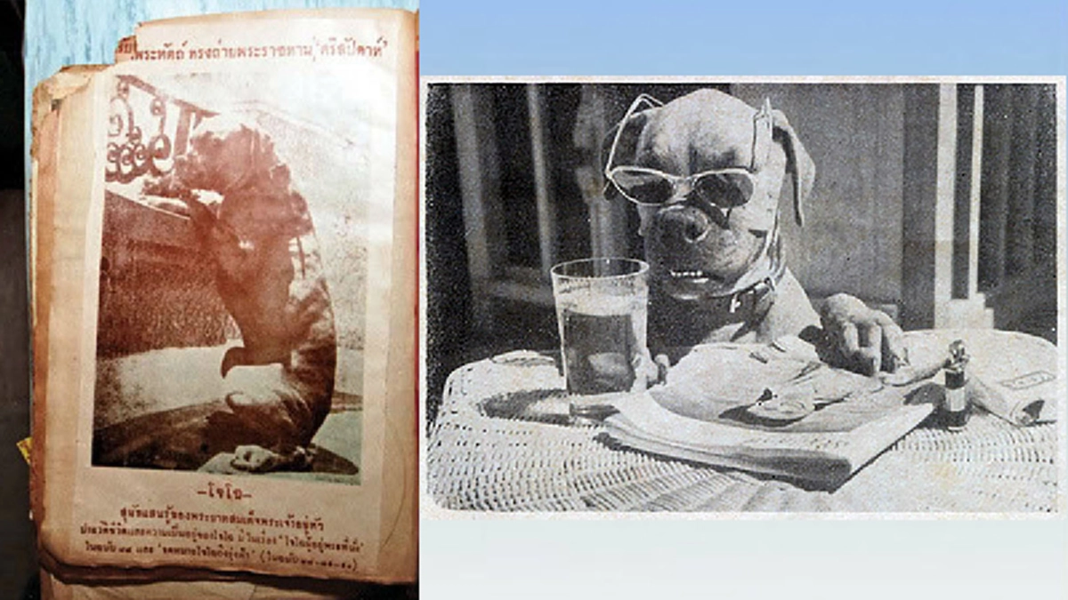 “คุณโจโฉ” สุนัขทรงเลี้ยงในอดีตของในหลวง ร. ๙ ต้นแบบประติมากรรมประดับพระเมรุมาศฯชิ้นใหม่เพิ่มเติมจาก ”คุณทองแดง”