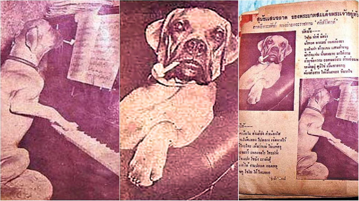 “คุณโจโฉ” สุนัขทรงเลี้ยงในอดีตของในหลวง ร. ๙ ต้นแบบประติมากรรมประดับพระเมรุมาศฯชิ้นใหม่เพิ่มเติมจาก ”คุณทองแดง”