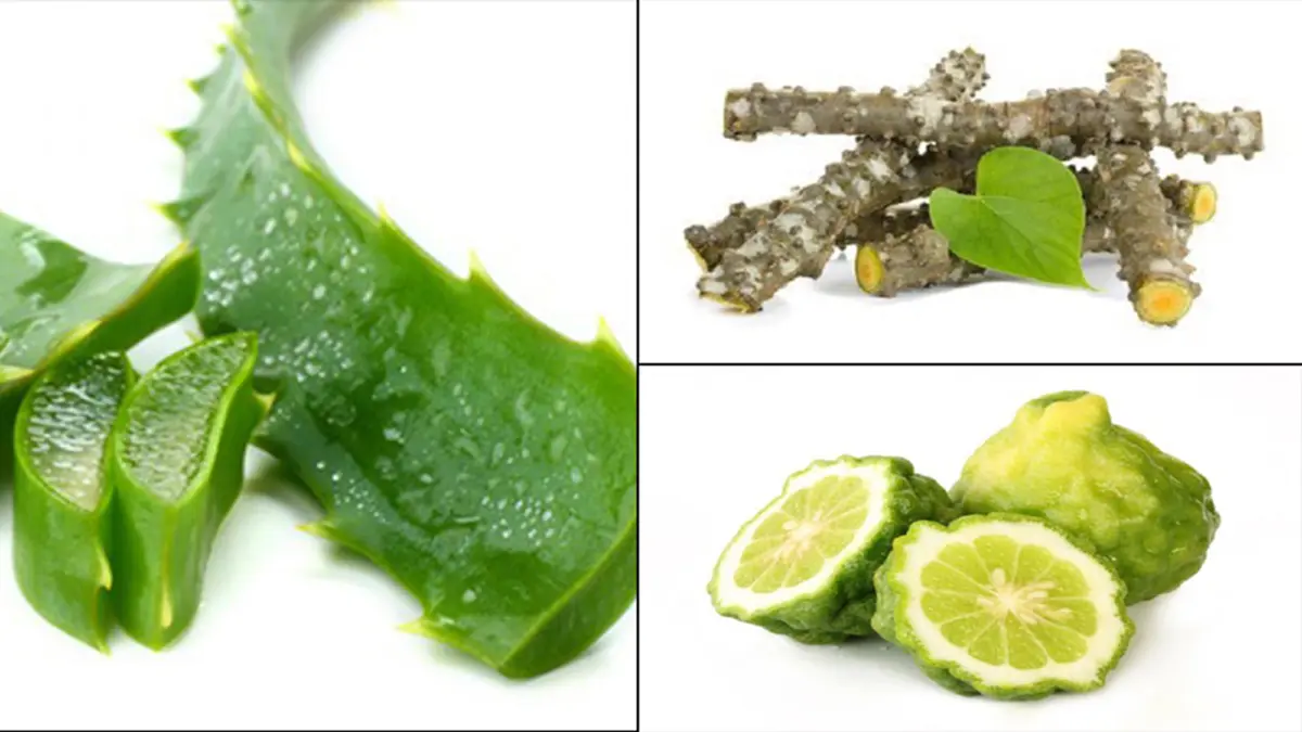 สูตรเด็ดสมุนไพร! พิชิตผมขาวก่อนวัย ผมขาดร่วง สาเหตุของหัวล้าน พร้อมวิธีทำ!