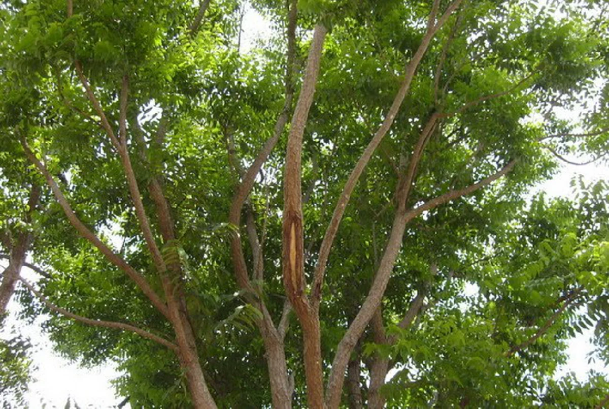 มีประโยชน์ทุกส่วน!! &quot;สะเดา&quot; สมุนไพรรสขม สรรพคุณทางยาที่หาได้จากทุกส่วน ไม่ได้เกิดมาเพื่อเป็นผักเพียงอย่างเดียว!