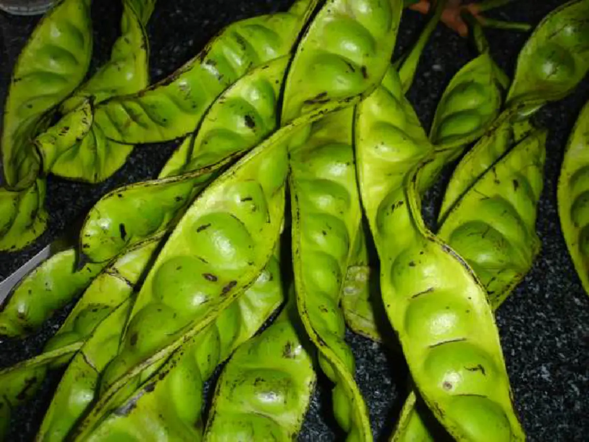 รู้ไหมว่า "สะตอ" มีประโยชน์มากมาย  แต่ถ้ายังไม่กล้าทาน เรามีวิธีจัดการกับกลิ่นของมัน ที่จะทำให้คุณไม่ต้องกังวลอีกต่อไป