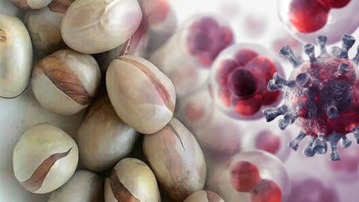 #หยุดอ่านซักนิด!! ประโยชน์ของ "เม็ดขนุนต้ม" จากผลขนุนแท้ๆ ดีต่อสุขภาพ พร้อมมีฤทธิ์ต่อต้านมะเร็ง และอนุมูลอิสระ!! (รายละเอียด)