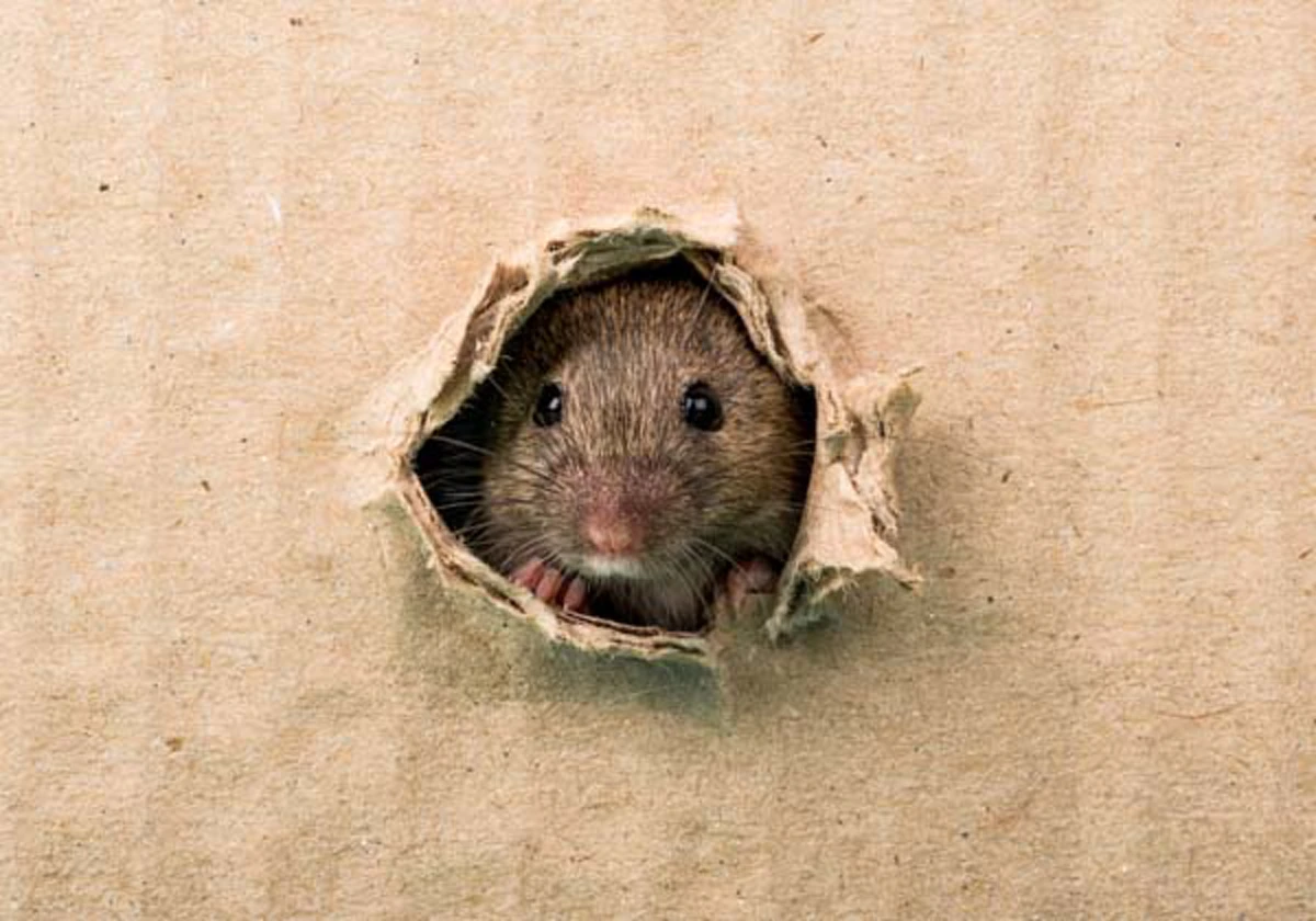 รู้อย่างนี้...ทำนานแล้ว!! เผยเคล็ดลับ "ไล่หนู" ให้พ้นบ้าน โดยไม่ต้องฆ่าให้บาป รับรองได้ผล อย่างไม่คาดคิด อ่านแล้วแชร์บอกต่อ!?!