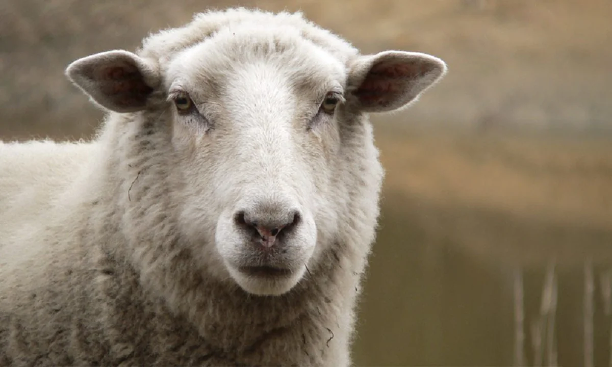 ช็อกไปทั้งโลก!! นักวิจัยเพาะเลี้ยง "แกะ"!? ใส่ถุงครรภ์เทียม" ได้สำเร็จ!! ถือเป็นบันทึกหน้าใหม่ของวงการแพทย์! ที่โลกต้องจารึก !!