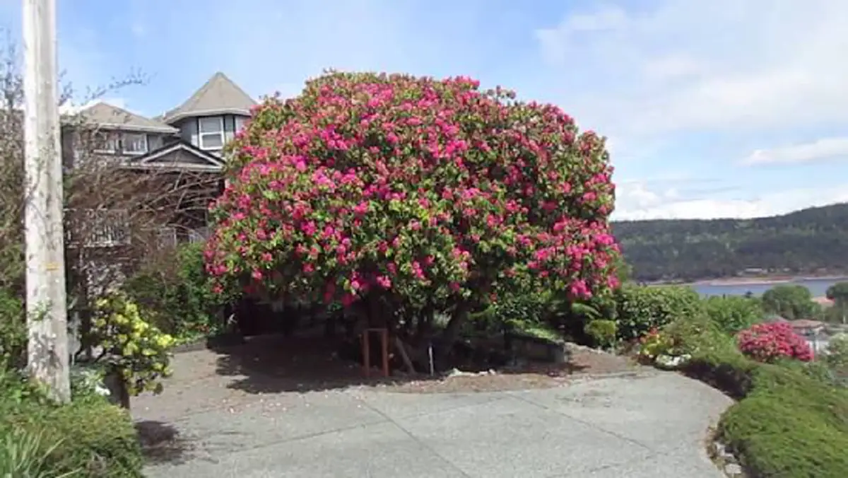 รู้หรือยัง?! “ดอกกุหลาบพันปี” ที่ได้ชื่อว่าสวยที่สุดในโลกอยู่ที่ไหน ..พร้อมชมภาพต้นกุหลาบที่สวยที่สุดอายุร้อยกว่าปีที่แคนนาดา