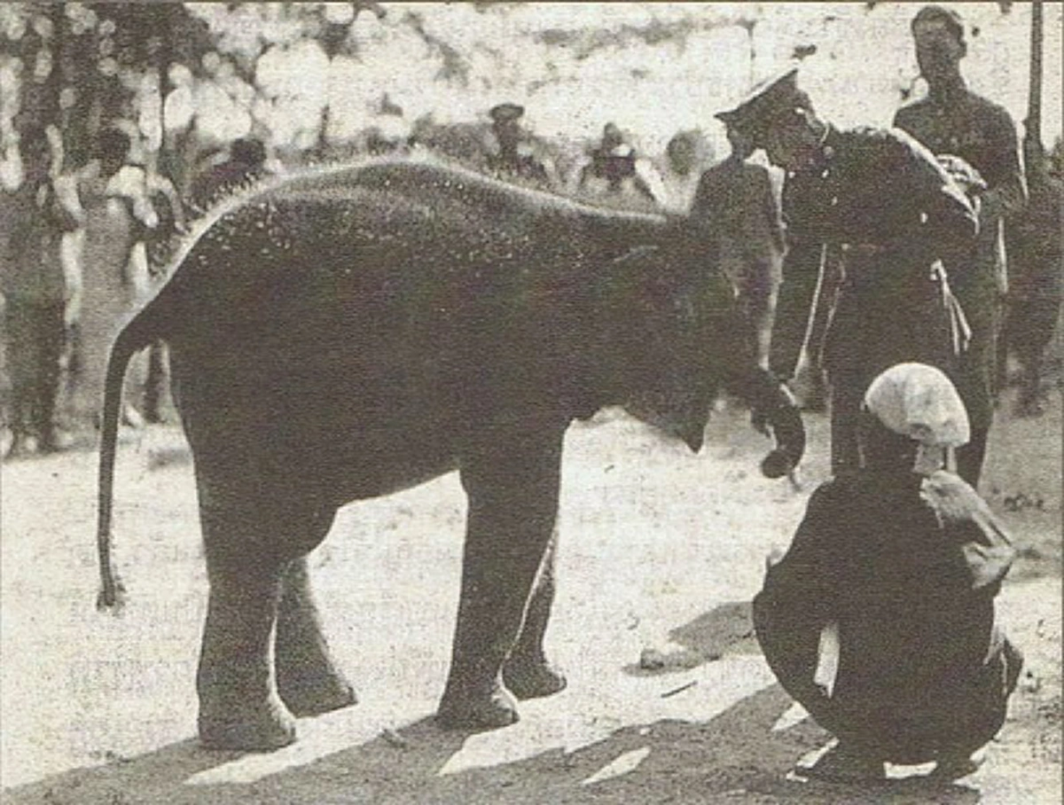 เป็นบุญตาที่ได้เห็น ชาวนครฯฮือฮา พบช้างป่าเชือกงาม ตรงตามตำราโบราณ เชื้อสายช้าง ร.9 ตระกูลวิษณุพงศ์